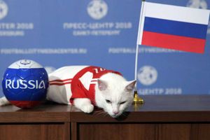 వరల్డ్ కప్: చెవిటి పిల్లే జోస్యంతో పాటు... పంది, సిట్టా అనే ఏనుగు కూడా