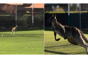 అనుకోని అతిథిగా ‘కంగారూ’: అరగంటసేపు మ్యాచ్‌కు అంతరాయం (వీడియో)