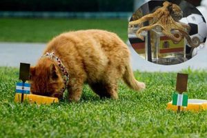 ఫిఫా వరల్డ్ కప్ 2018: పిల్లి చనిపోయింది.. ఆక్టోపస్‌ను కూడా చంపేశాడు