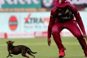 మైదానంలోకి శునకం.. వెంటబడ్డ విండీస్ ఆటగాళ్లు.. మ్యాచ్‌కు అంతరాయం (వీడియో)!!