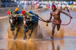 9.55 సెకన్లలోనే 100 మీటర్లు.. గేదెలతో బోల్ట్ రికార్డు బ్రేక్ చేసిన కన్నడ వ్యక్తి!!