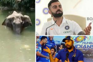 ఈ క్రూరమైన పనులేంటి..? ఏనుగు మరణం కలిచివేస్తోంది: కోహ్లీ, రోహిత్