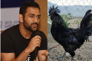 కఢక్‌నాథ్‌ కోళ్లపై మనసు పారేసుకున్న ధోనీ.. 2వేల పిల్లల కోసం ఆర్డర్‌!!