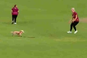 మ్యాచ్‌ జరుగుతుండగా.. బంతిని ఎత్తుకుపోయిన కుక్క.. ఫీల్డర్లంతా పరుగో పరుగు! (వీడియో)