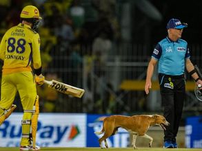 CSK vs LSG: మైదానంలోకి గ్రామ సింహం.. పరుగులు తీసిన సెక్యూరిటీ!