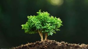 IPL 2023: ఒక్కో డాట్ బాల్‌కు 500 మొక్కలు.. మొత్తం ఎన్ని మెక్కలు అంటే..?