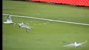 లైవ్ మ్యాచ్ లో అనుకోని ప్రమాదం - బంతి తగిలి సీగల్ మృతి