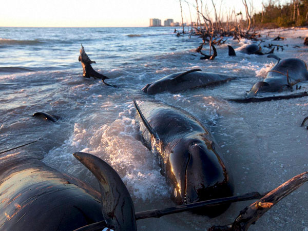 Dead Pilot whales discovered 