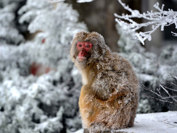 A macaque sits on a snowy ground at the Mt. Lushan scenic spot