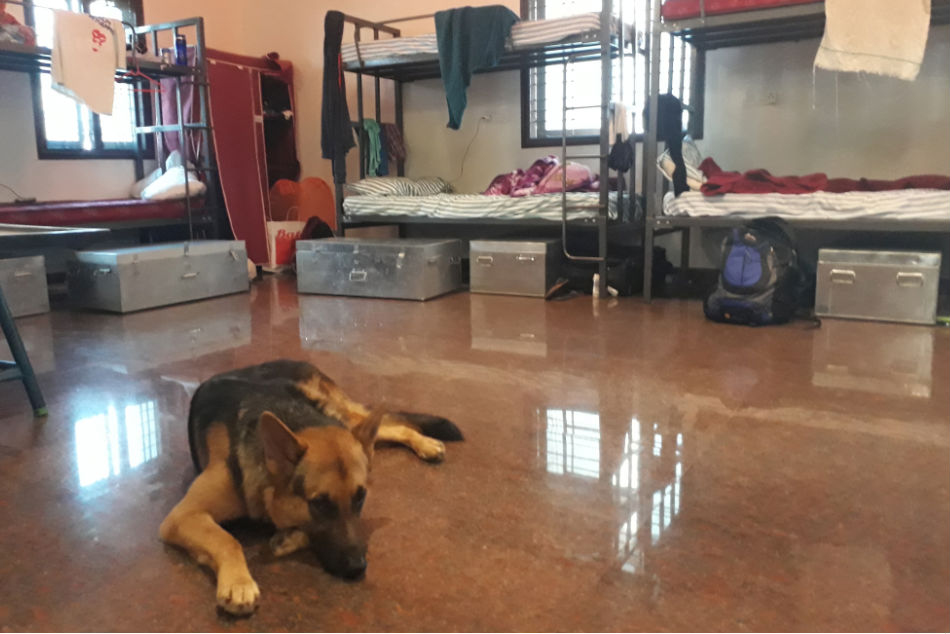 Max, a German Shepherd, rests at the Rebels FC Football Academy's dorm in Kommaghatta