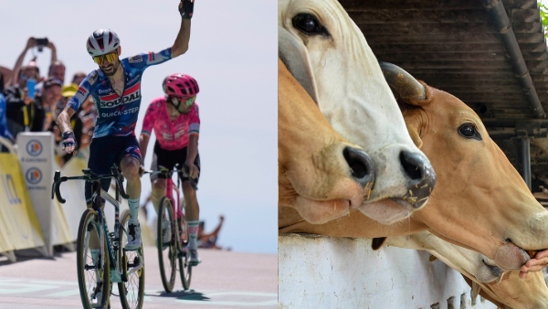 How has a Cow disease shortened Tour de France competition by 95 kms