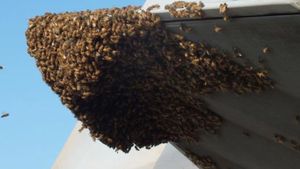 ಕ್ರಿಕೆಟ್ ಪಂದ್ಯದ ವೇಳೆ ಕಾನ್ಪುರದಲ್ಲಿ ಜೇನುನೊಣಗಳ ದಾಳಿಯಿಂದ ಅಂಪೈರ್ ಸಾವು