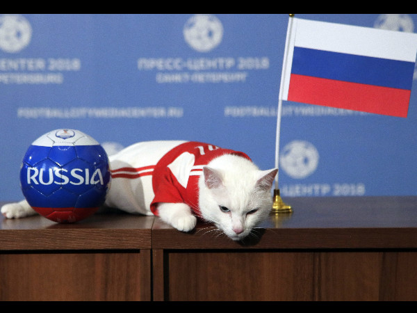 https://kannada.mykhel.com/football/fifa-world-cup-2018-achilles-oracle-cat-predicts-russia-win-vs-saudi-arabia-005252.html