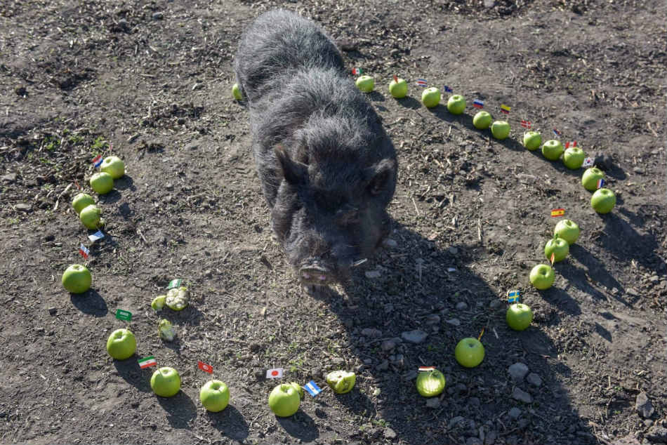 pig predicts fifa semi final line up