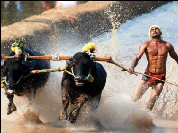 ಕಂಬಳದ ಓಟಗಾರನಿಗೆ ಕೋಣಗಳೇ ಶಕ್ತಿ