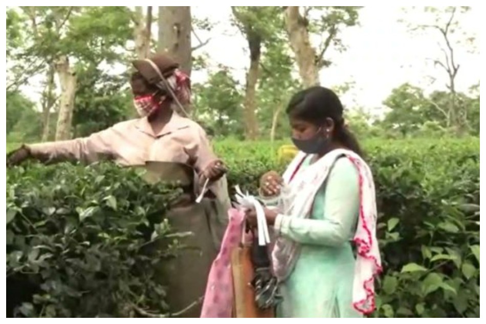London Olympics torchbearer Pinky now works as a daily wage worker in Assam tea estate London Olympics torchbearer Pinky now works as a daily wage worker in Assam tea estate