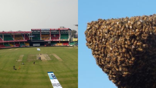 Umpire Manik gupta Dies After Bees Attack During Under-13 Cricket Match in Kanpur Know details