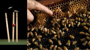 கிரிக்கெட் மைதானத்தில் சோகம்.. தேனீக்கள் கொட்டியதில் நடுவர் பரிதாப மரணம்.. கான்பூரில் அதிர்ச்சி