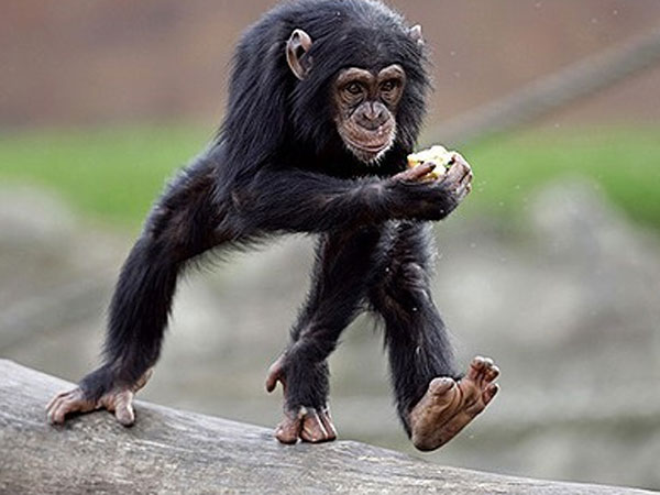 குரங்கு, முள்ளம் பன்றியால் முடியலை..