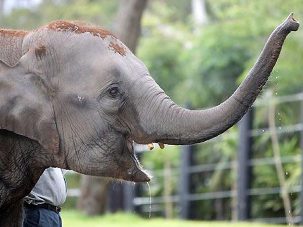 கில்லியாக களம் காணும் நெல்லி