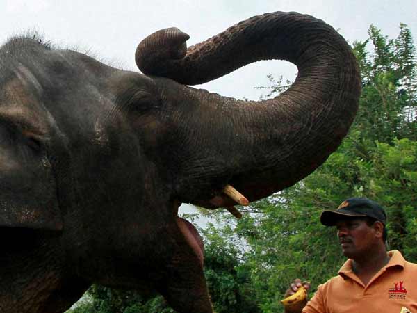 முதல்வகுப்பில் பாஸ் ஆன நெல்லி