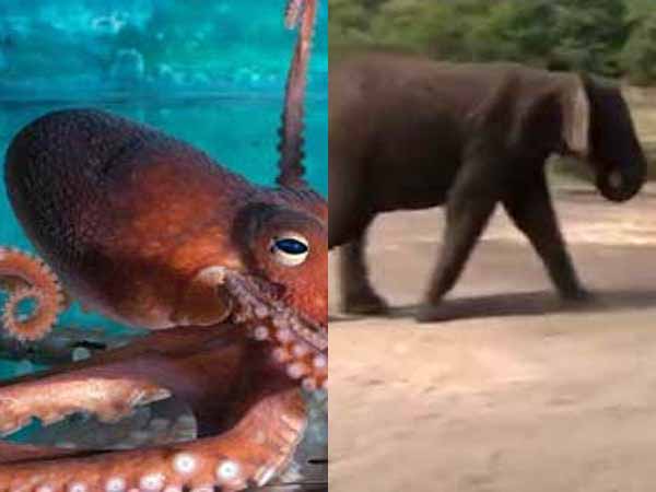 பால் அப்புறம் நெல்லி