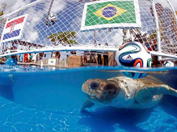 முடிவை மாற்றிய ஆமை