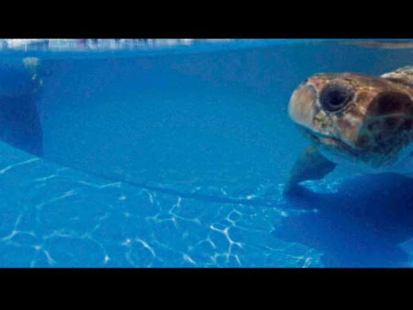 எந்த மீனு, அந்த நாடு..