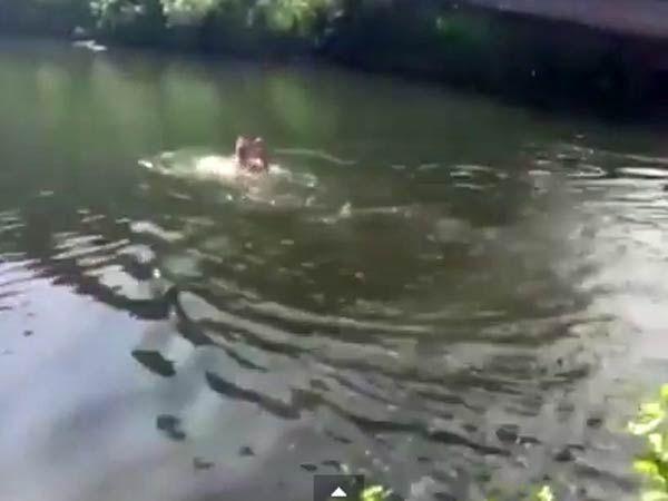 பந்தை எடுத்த ரசிகர்: