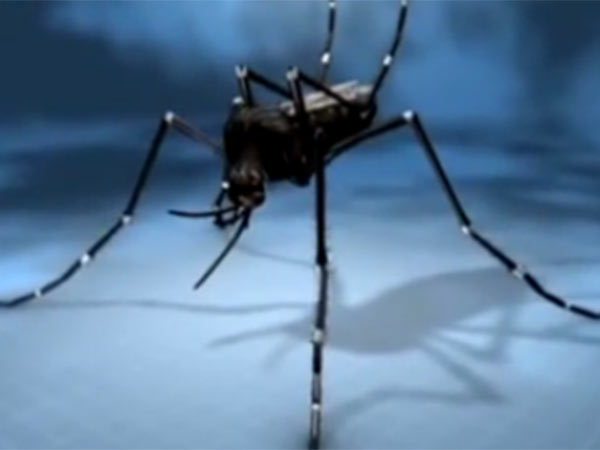 ஜிக்கா கொசு... 