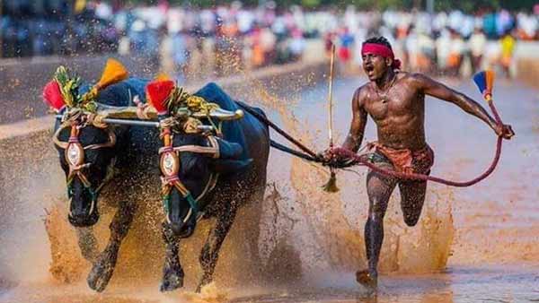 மாட்டின் பலம் மற்றும் வேகம்