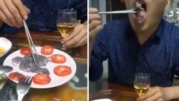 வௌவால், நாய், பூனை