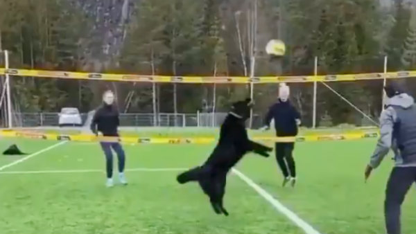 வாலிபால் ஆடும் நாய் 