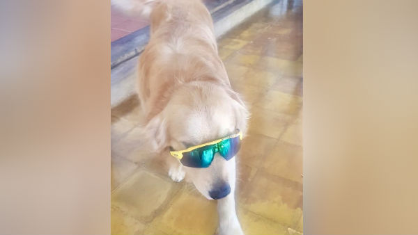 நாய்களும் வீரர்களும் ஒன்னா? 