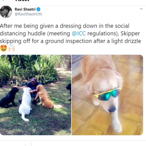 சாஸ்திரியும் நாய்களும் 