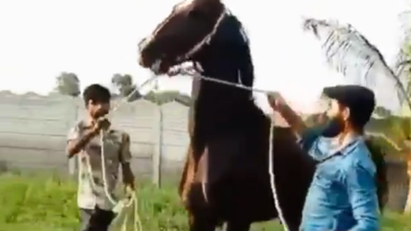 குதிரையில் பவனி