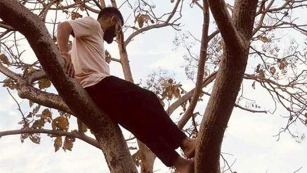 மரத்தின் மீது கோலி