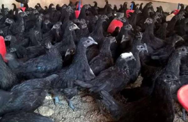 பறவைக் காய்ச்சல் 