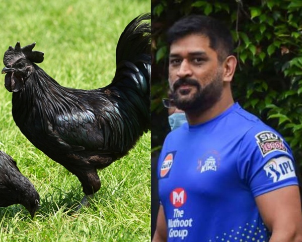 கோழி பிசினஸ்