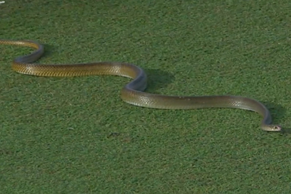 6 feet snake stops the play for more than 5 mins in the Lanka Premier League 2023 