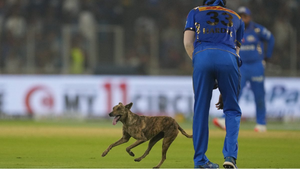 IPL 2024 - Dog interfers and ignores Hardik Pandya when he calls it