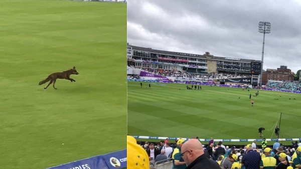 A Fox halts The Hundred match at The Lords Ground during the Oval Invincibles vs London Spirits match