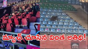 జంతువులకు ఎంట్రీ ఫ్రీనా?: అంతర్జాతీయ టోర్నీలో ఊహించని ఘటన! జంతువులకు ఎంట్రీ ఫ్రీనా?: అంతర్జాతీయ టోర్నీలో ఊహించని ఘటన!