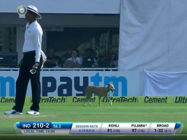 Bizarre: Dog forces early Tea break in India-England Test