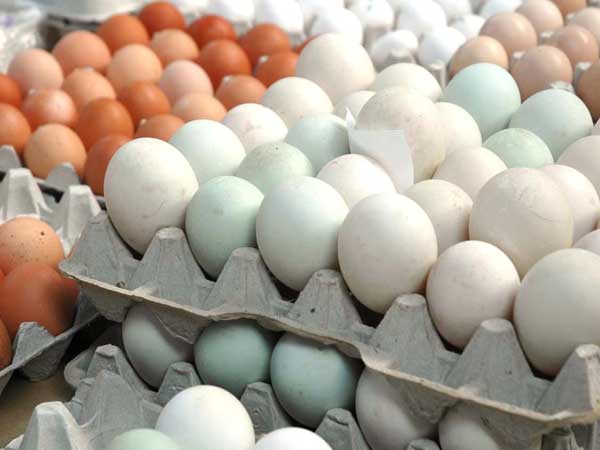  నార్వే ఆటగాళ్లకు ఆహారం కోసం