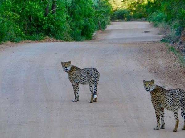 రెండు చిరుతలు అటువైపు వచ్చాయి