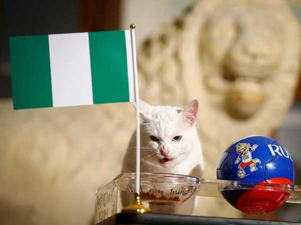 అచిల్లీస్‌ చెప్పిన జోస్యం మాత్రం తప్పింది