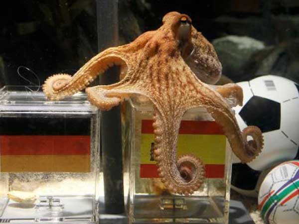 పాల్‌ అనే అక్టోపస్‌ 