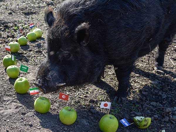 మార్కస్‌ అనే పంది 