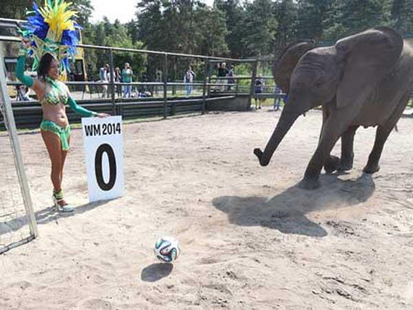 సిట్టా అనే ఏనుగు 